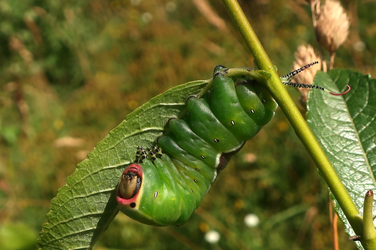 Гусеница большая без ножек