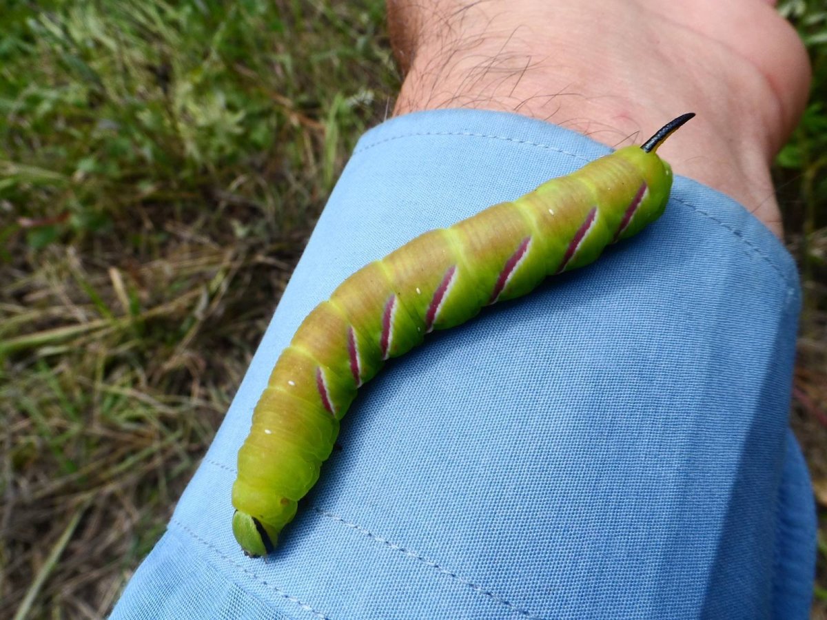 Бражник липовый гусеница