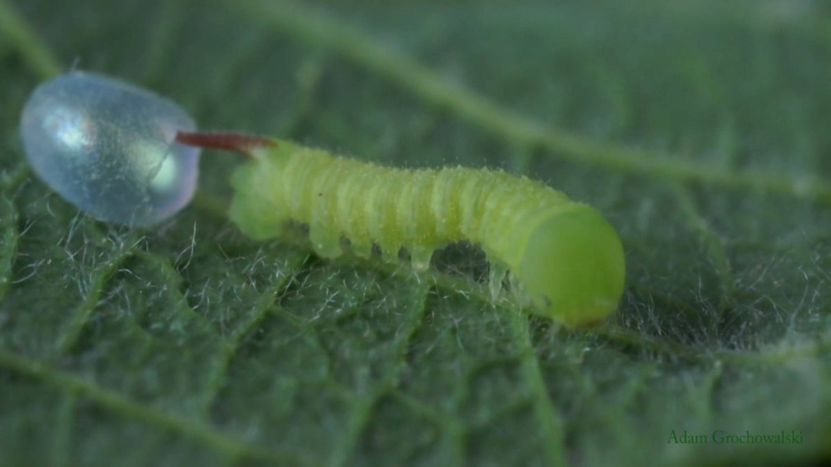 Личинка БРАЖНИКА глазчатого