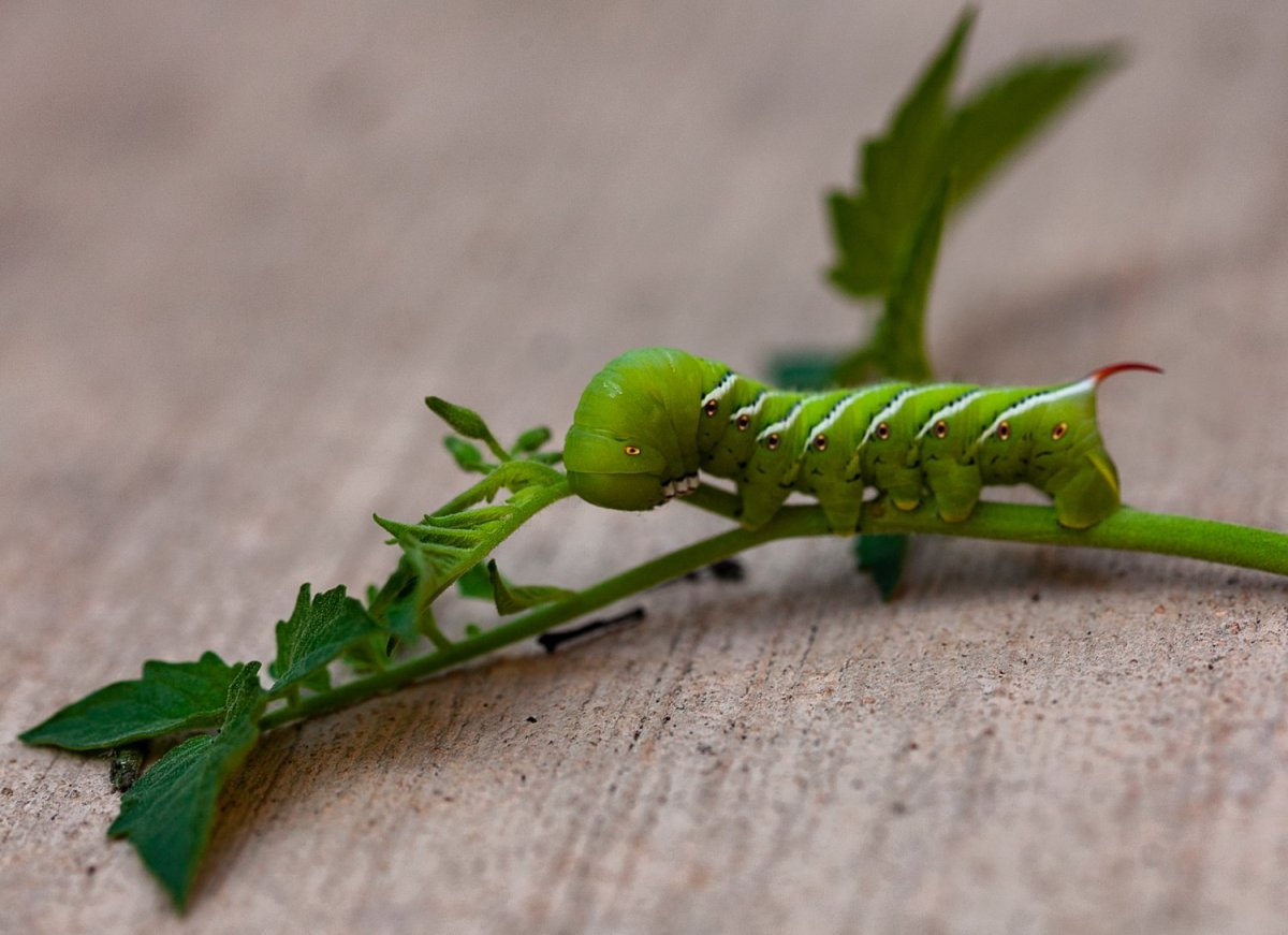 Девяти глазый зеленобрюх фото
