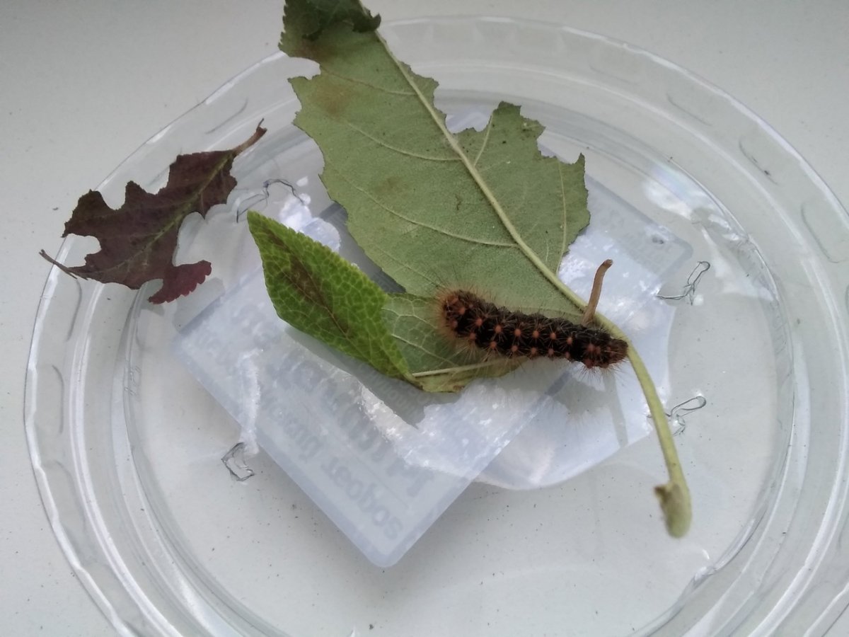 Гусеница Бражник средневинный