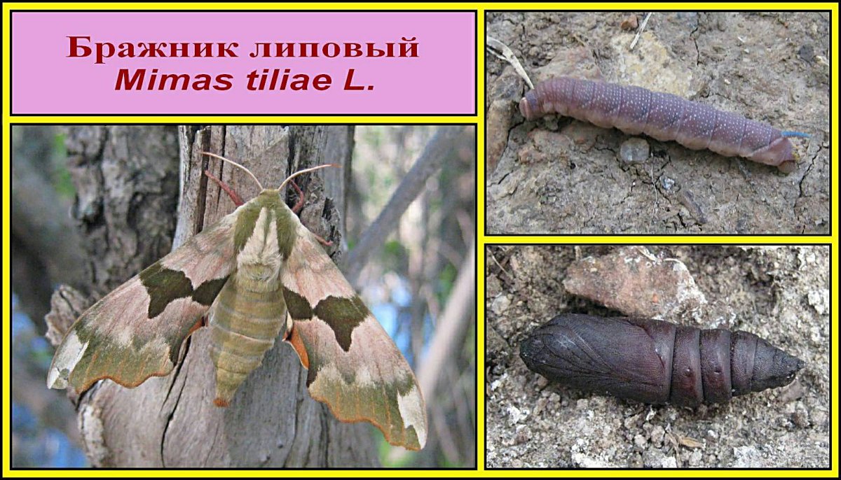 Бражник липовый (Mimas tiliae)