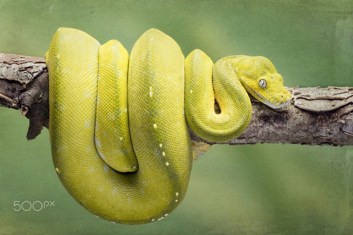 Лимонный питон