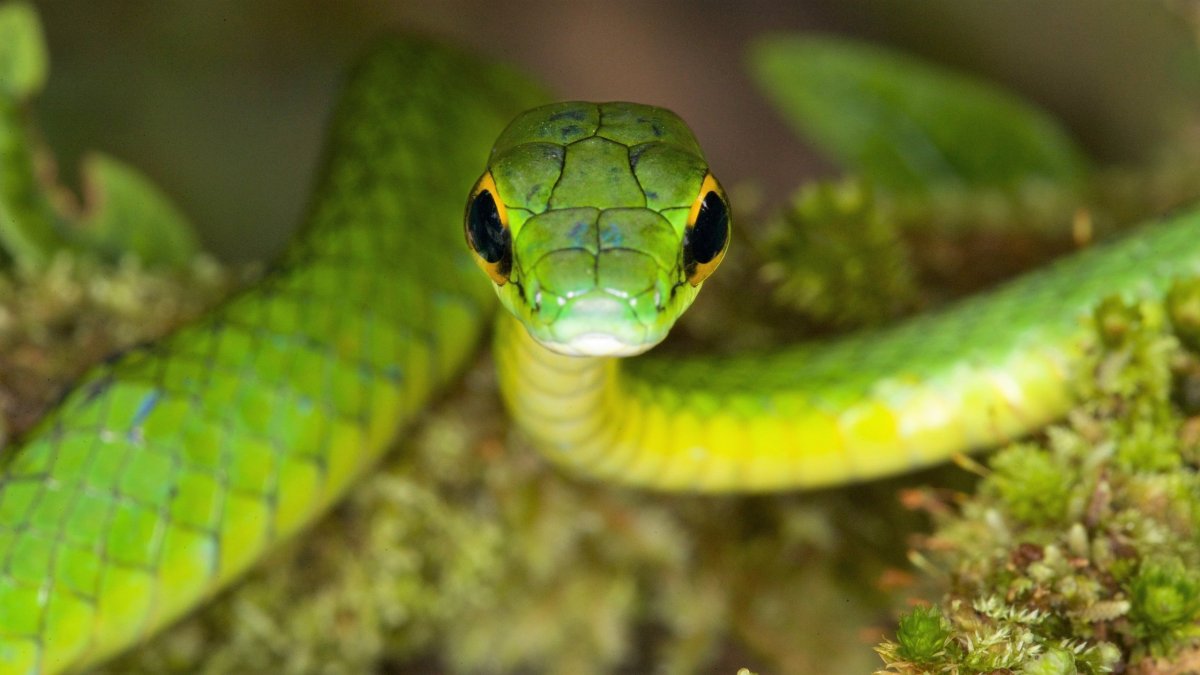 Желто зеленая змея