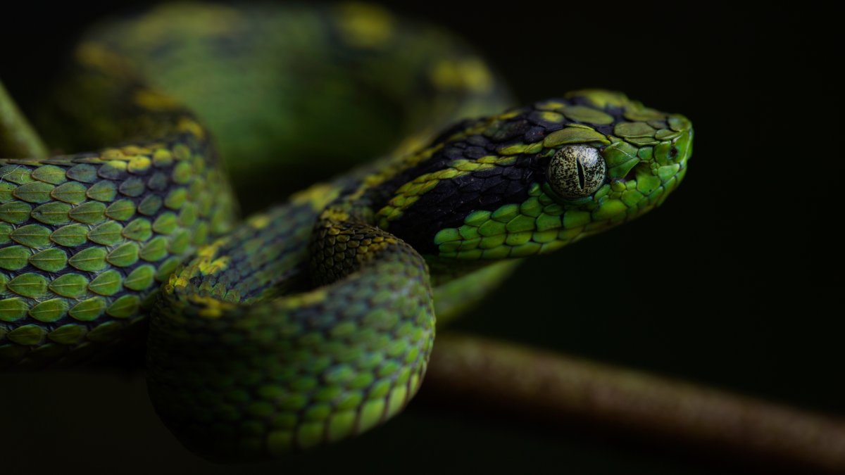 Чёрно-зелёная Лесная гадюка