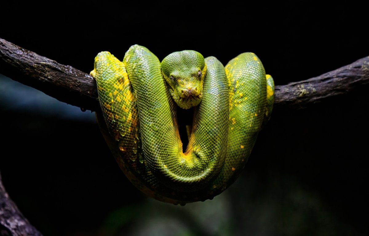 Фон для рабочего стола змея