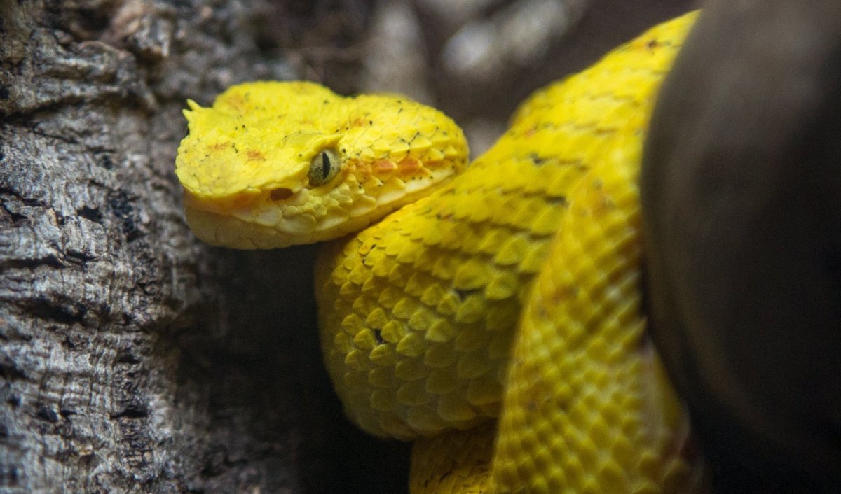 Смарагдовый полоз