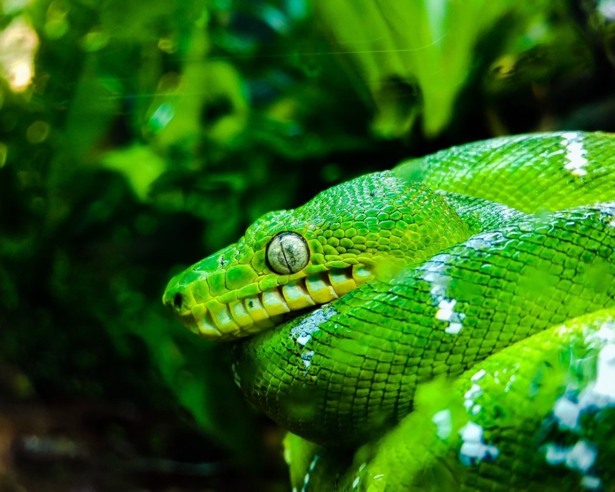 Смарагдовый полоз зеленый
