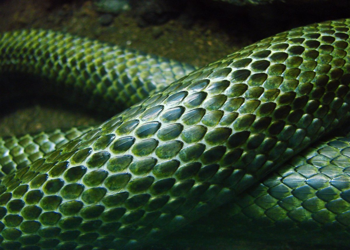 Жёлто-зелёная куфия