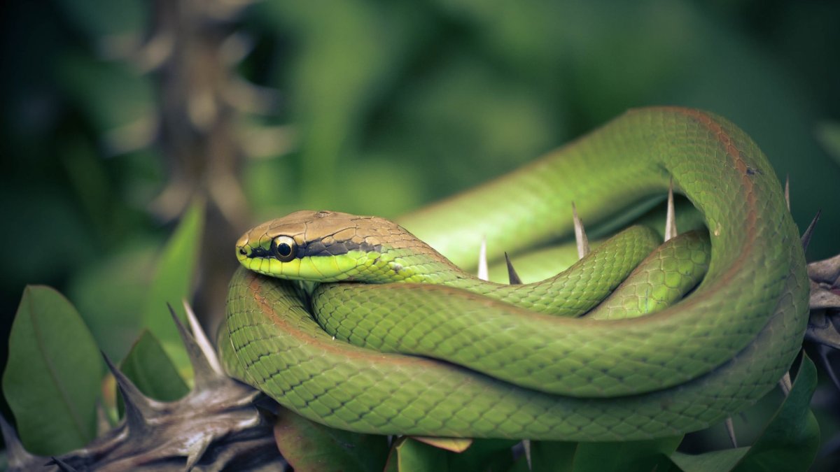 Зеленая мамба (Африканский изумрудный гигант)