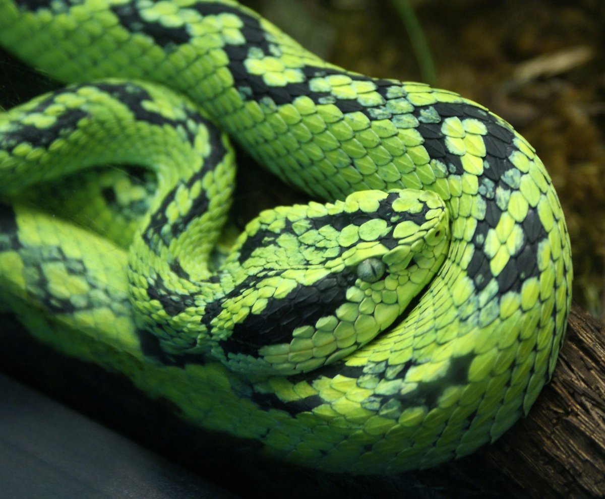 Yellow blotched Palm-Pit Viper