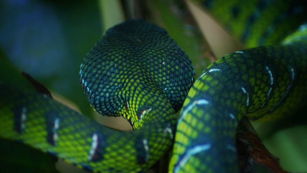 Зеленый Крайт