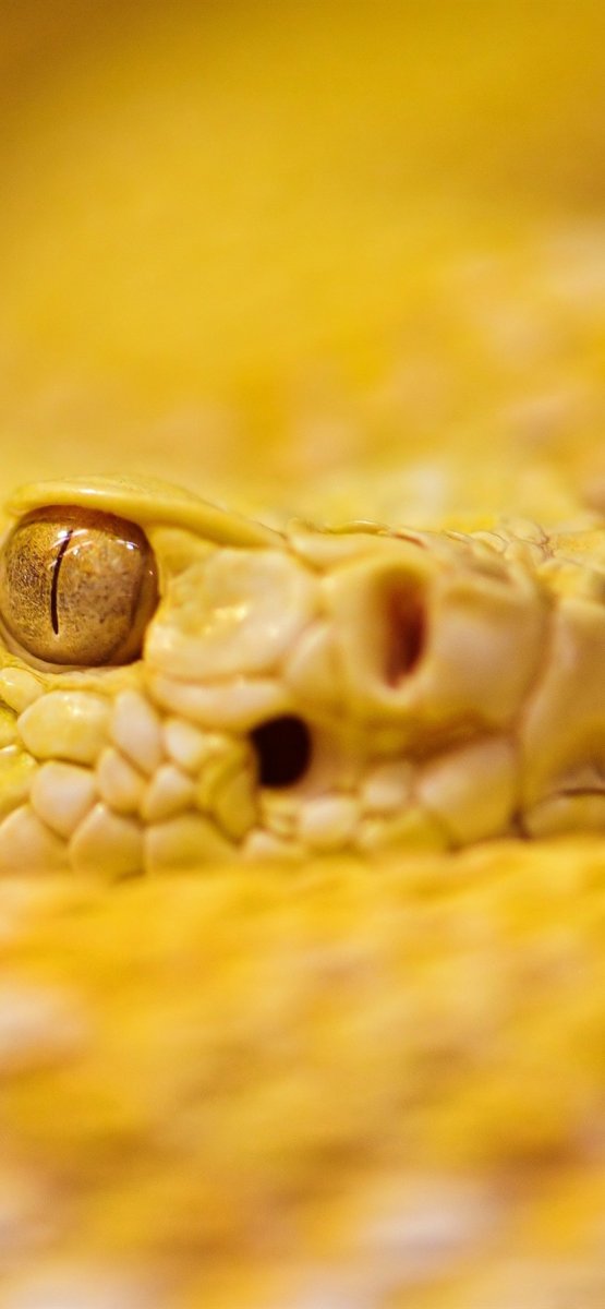 Желтые змеиные глаза