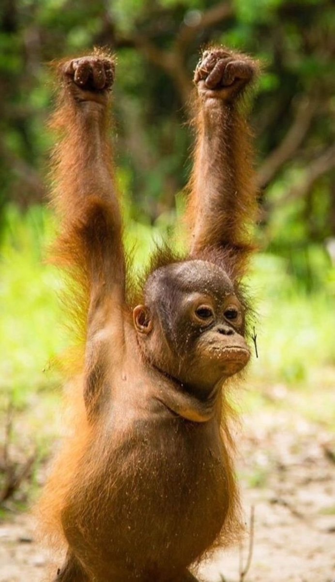 Забавные мартышки