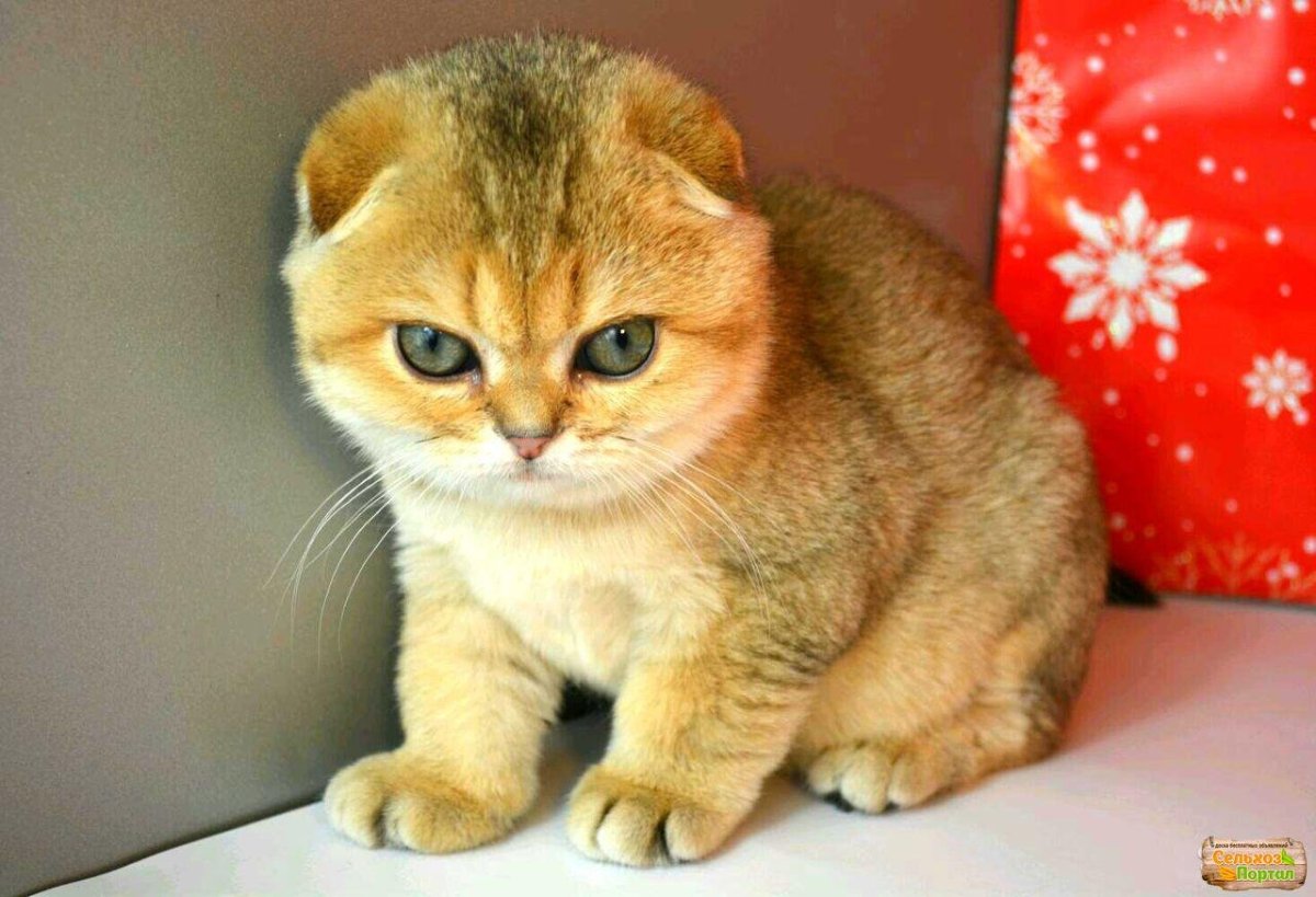 Шотландская вислоухая Золотая шиншилла