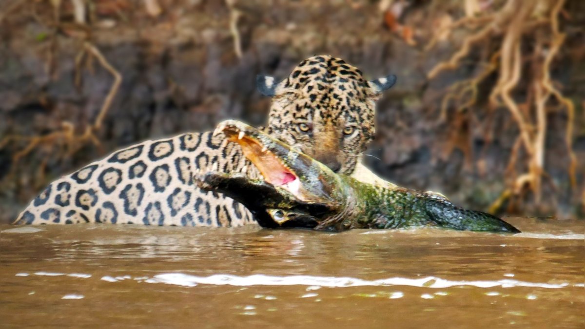 Ягуар и Кайман