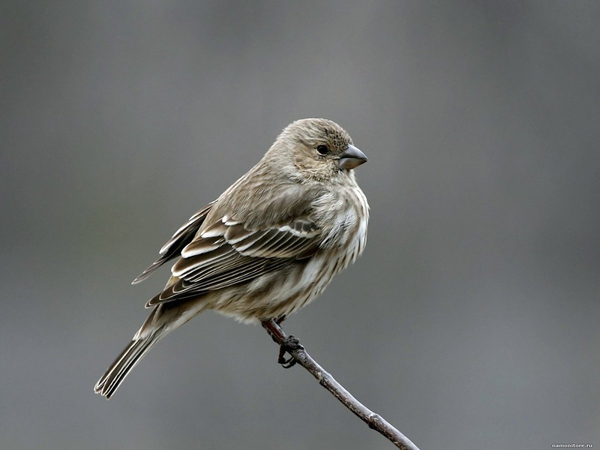 Маленькая птичка похожая на воробья