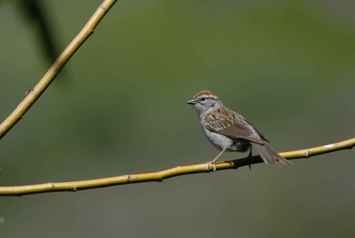 ЛОЖНОПЕВЧИЕ воробьиные