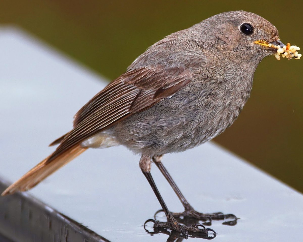 Воробей горихвостки птенец