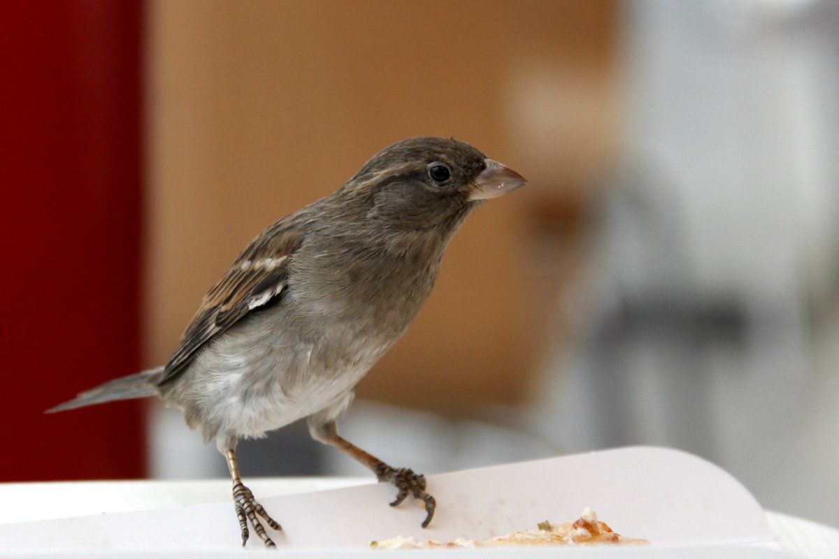 Серый Воробей