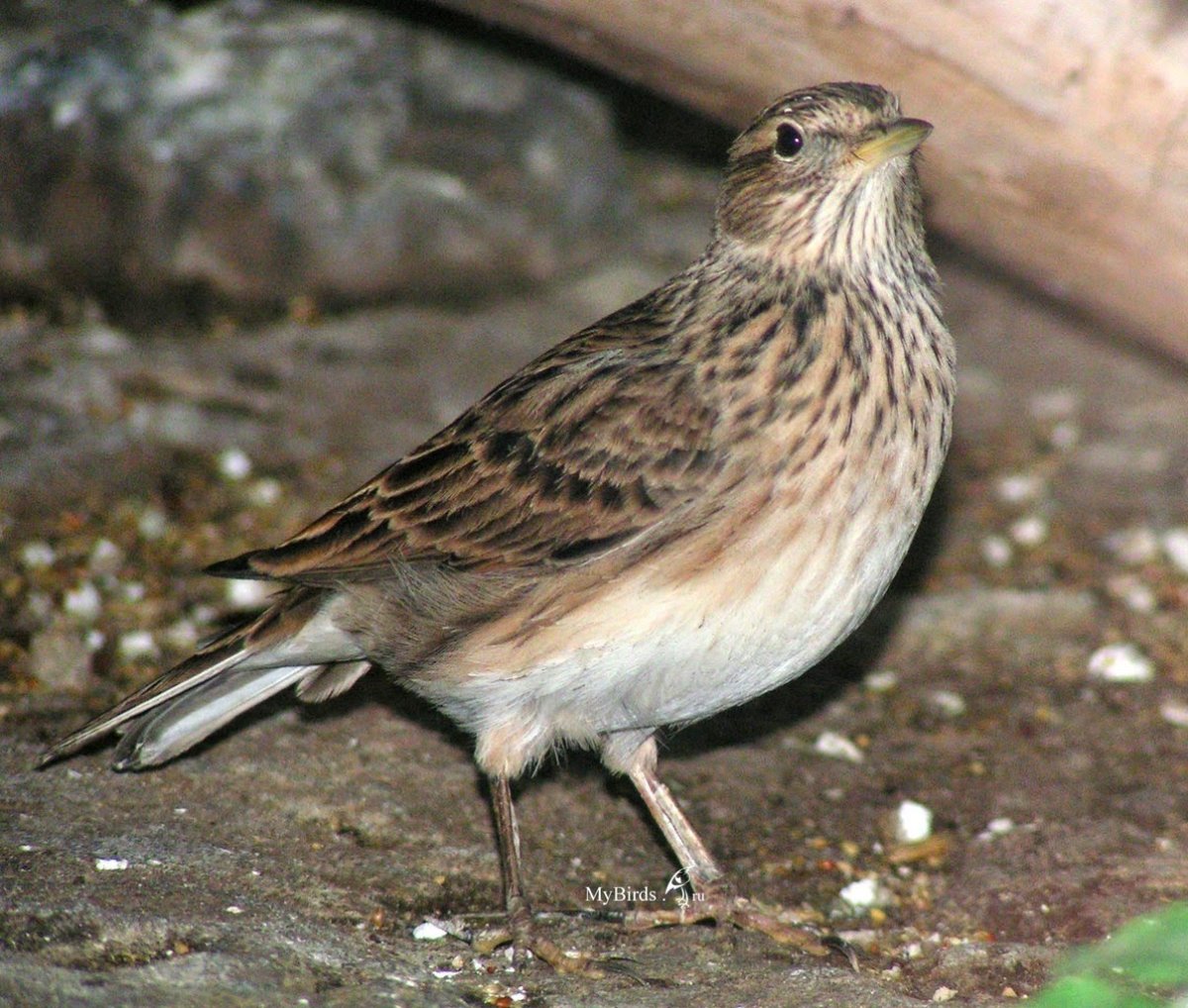 Птица похожая на воробья