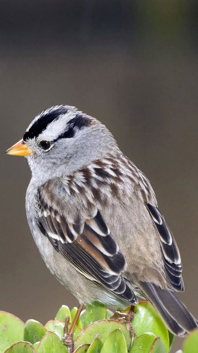 Пятнистый Воробей