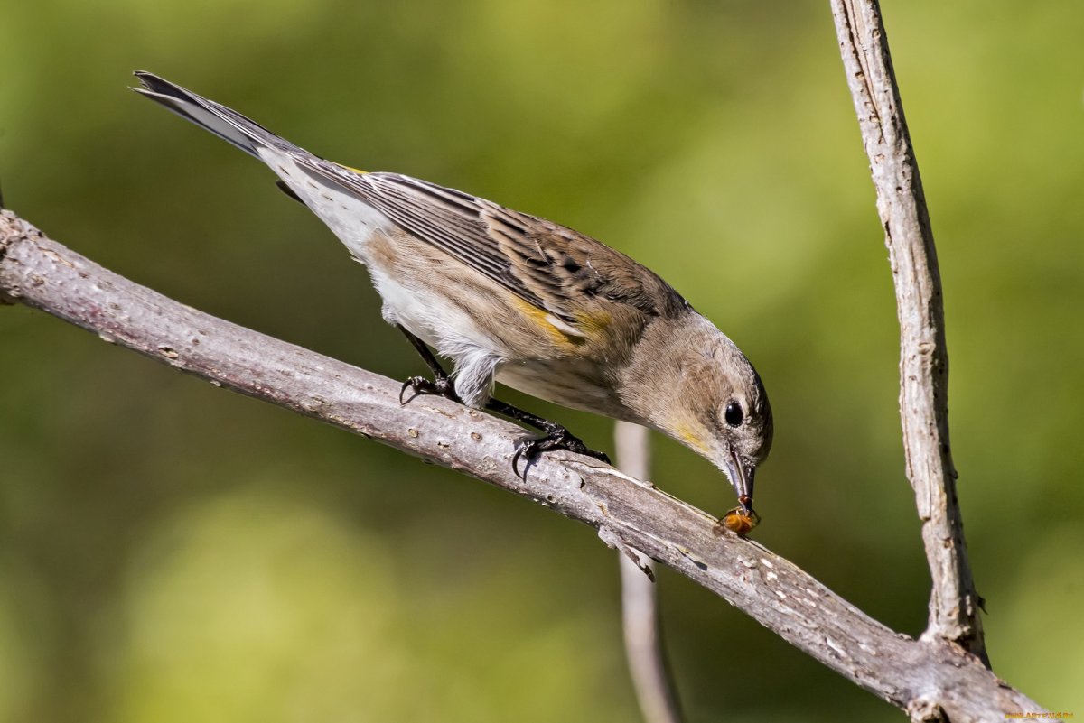 Воробей с длинным хвостом