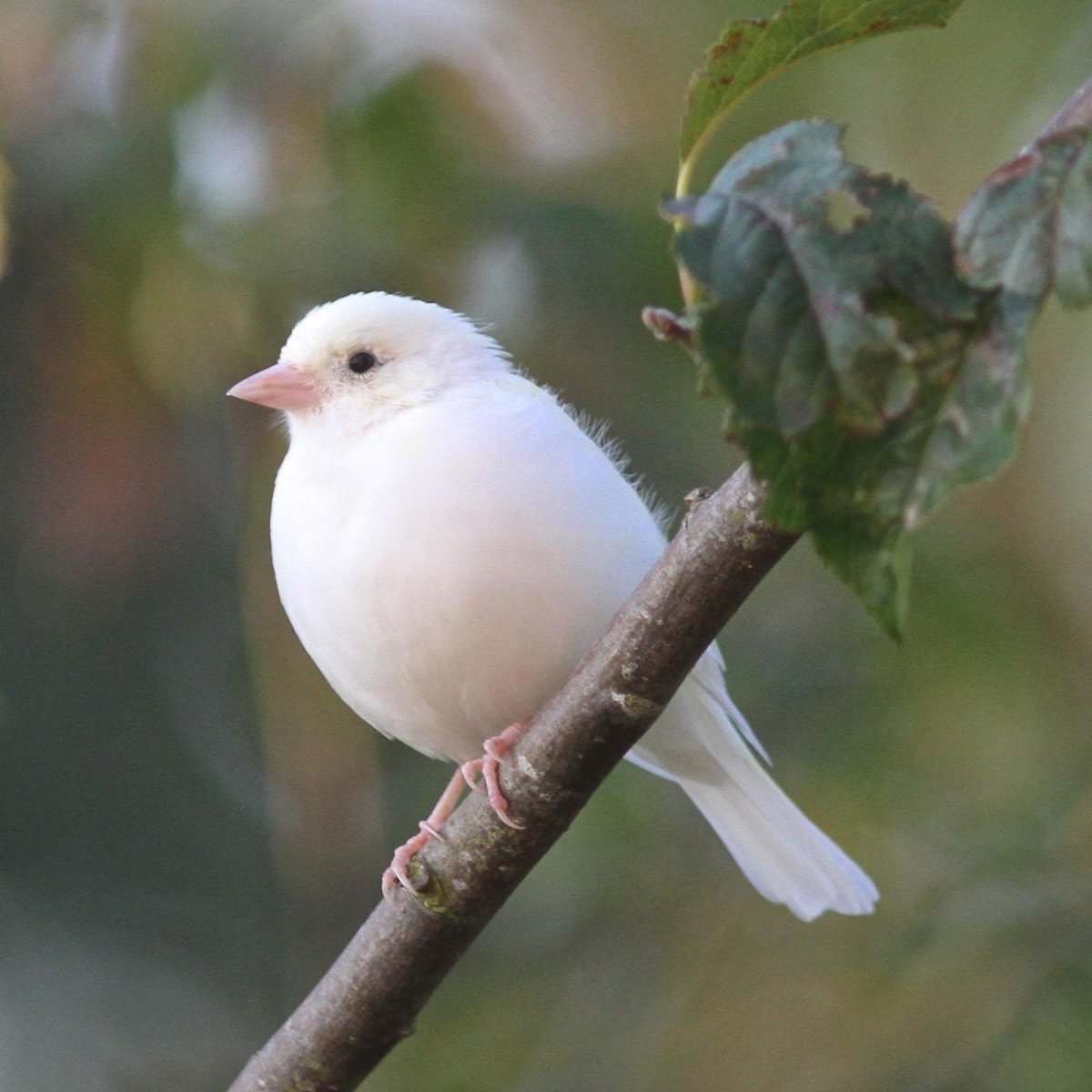 Зяблик альбинос