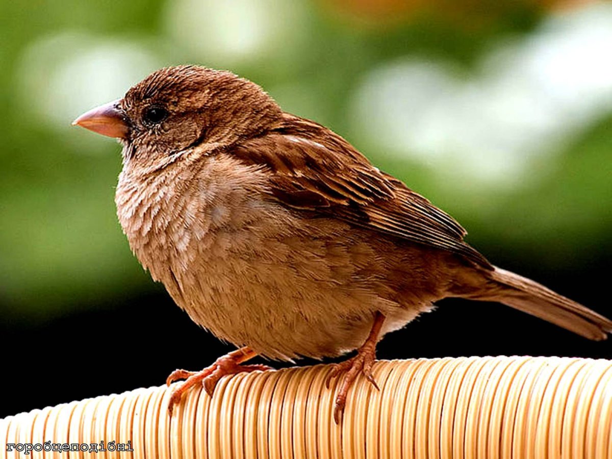 Птица похожая на большого воробья