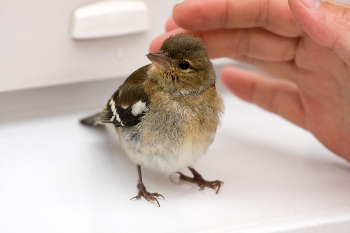 Воробей мальчик и девочка