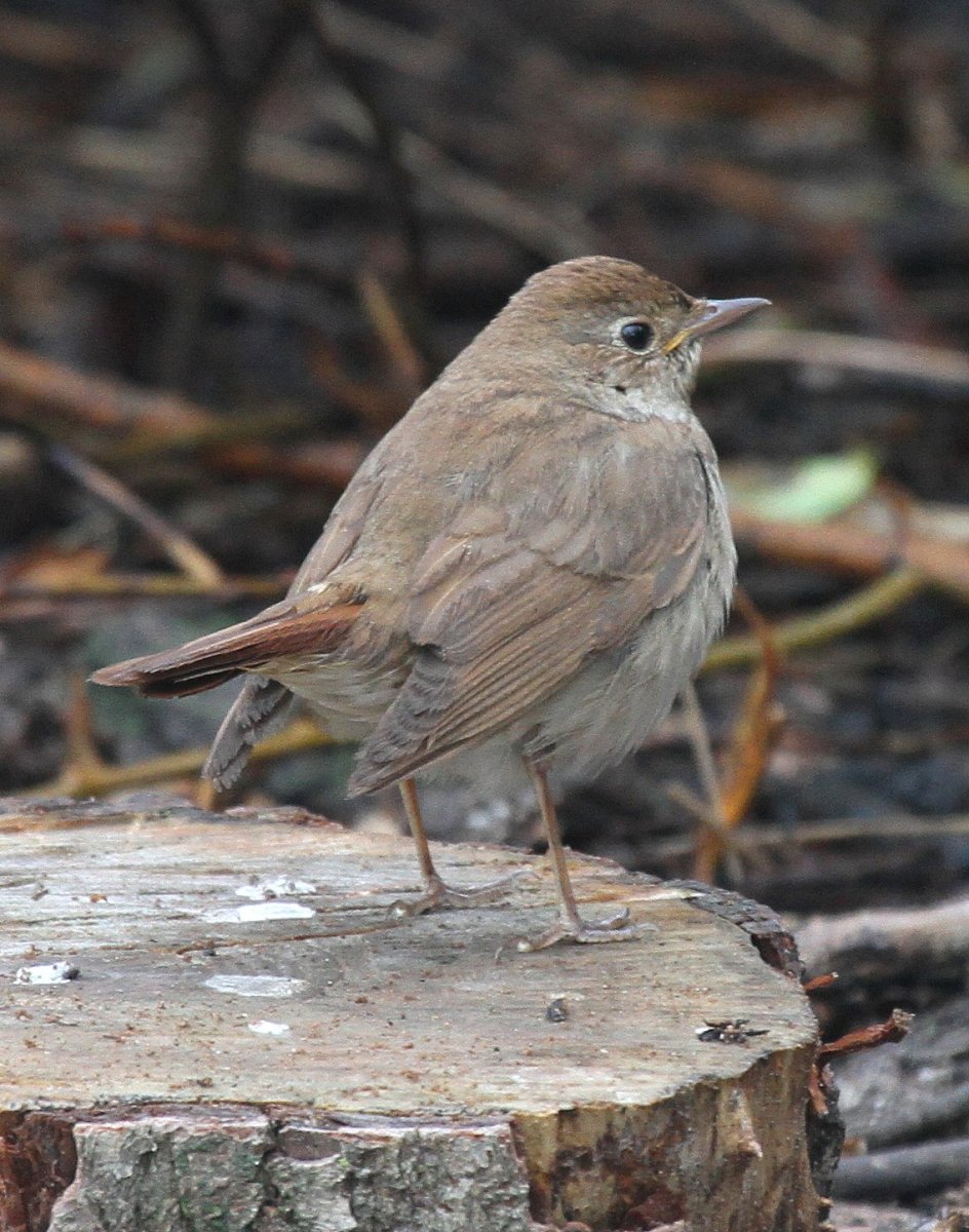 Курский Соловей