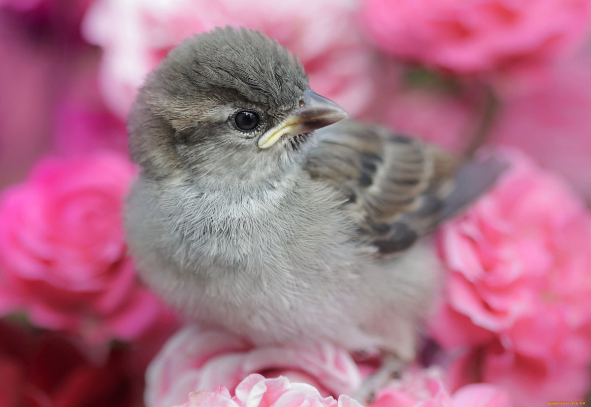 Ярко розовые птенчики