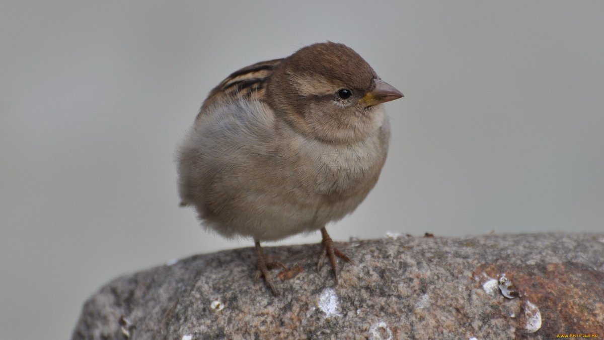 Птица меньше воробья