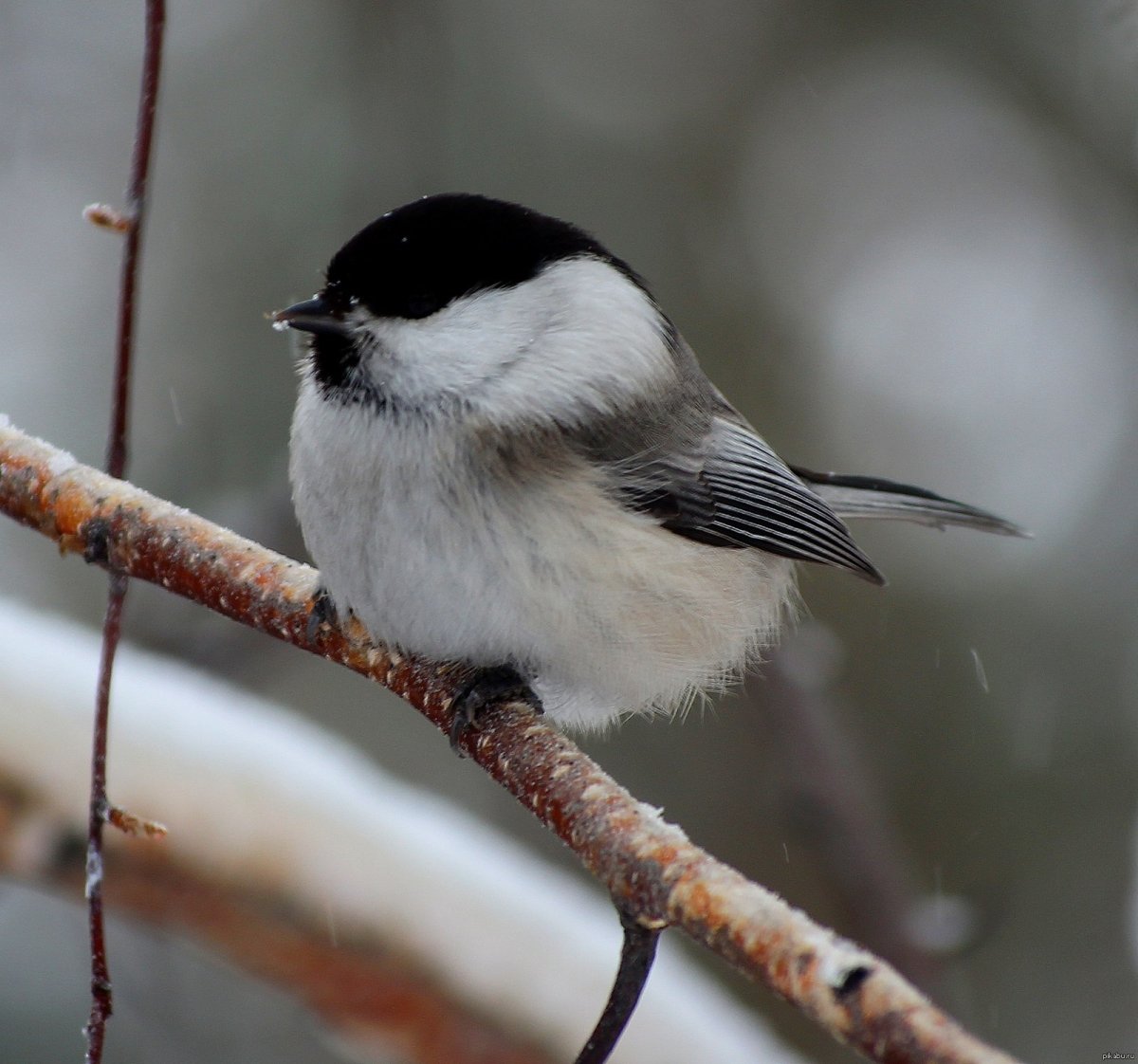 Синица с серой грудкой