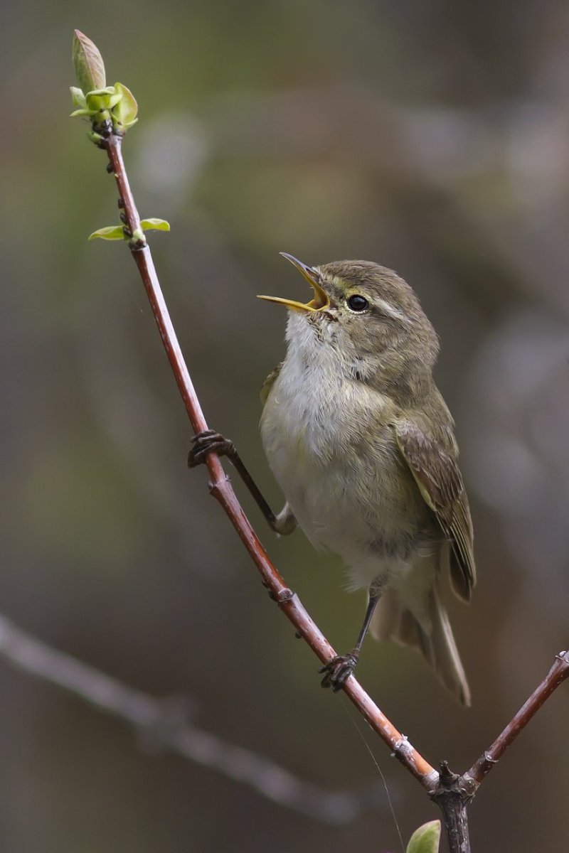 Круглая серая птичка
