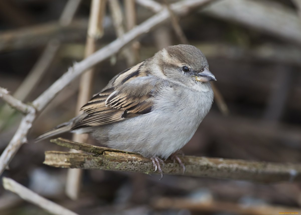 Птица похожая на воробья