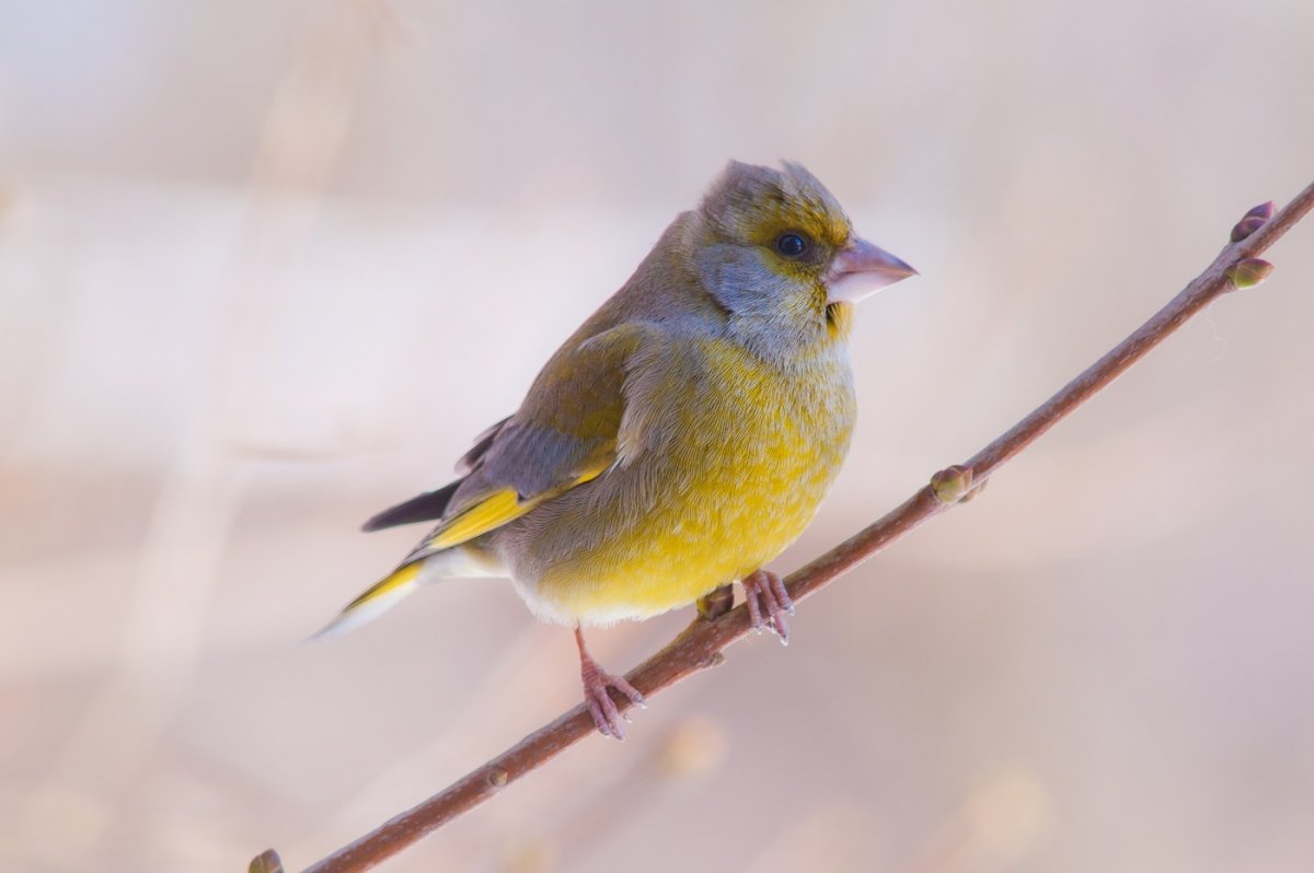Птицы лен обл зеленушка