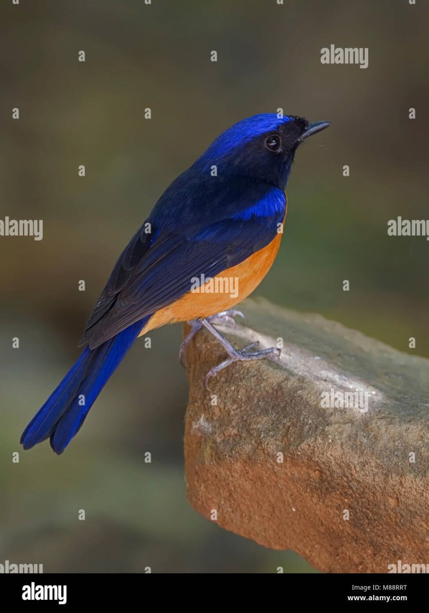 Нильтава птица