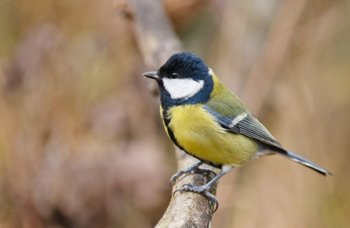 Птички с жёлтой грудкой маленькие