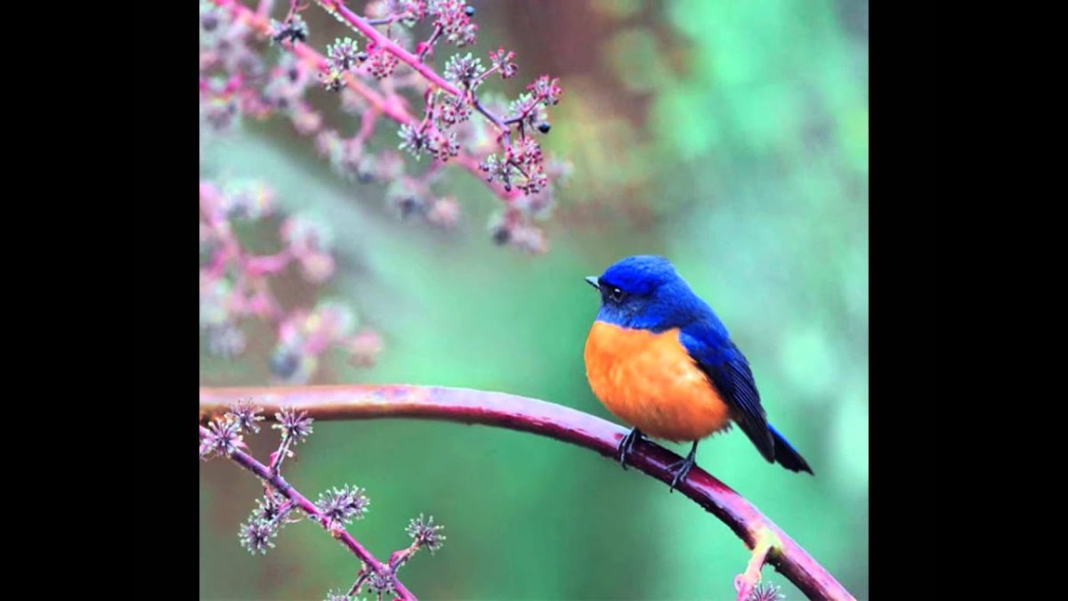 Птицы картинки