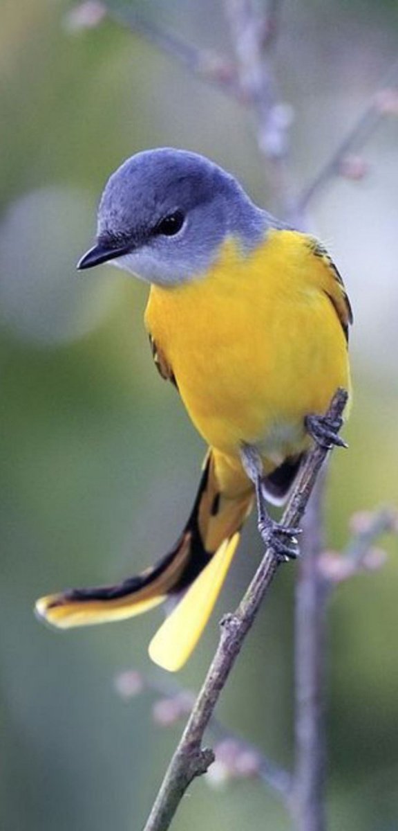 Желтые птички