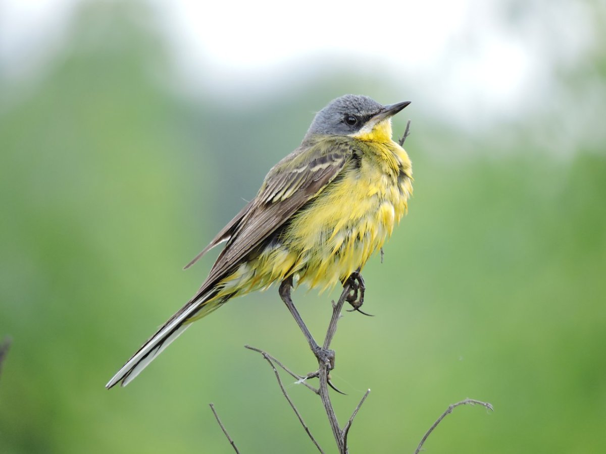 Желтая трясогузка самка