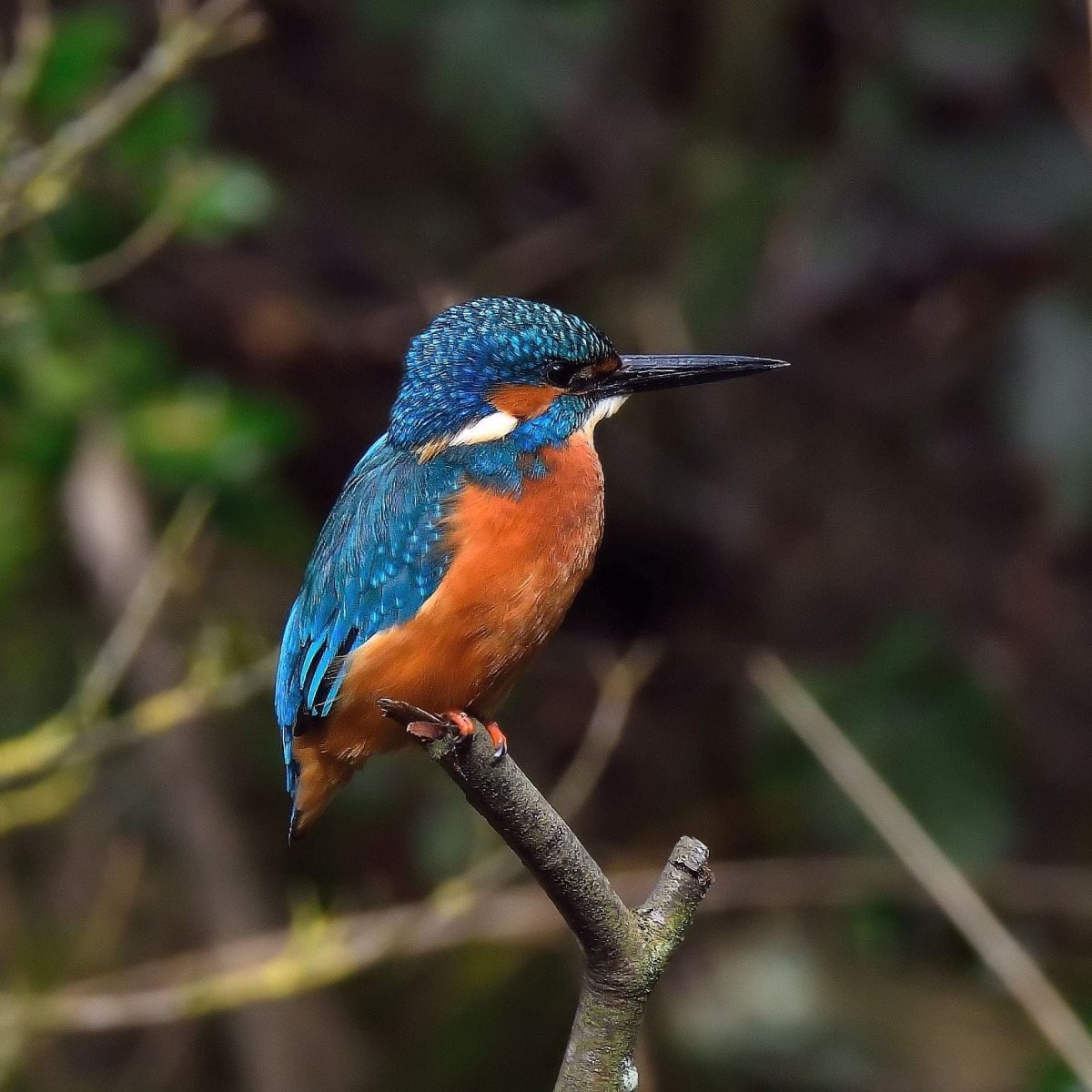 Зимородок и Зарянка