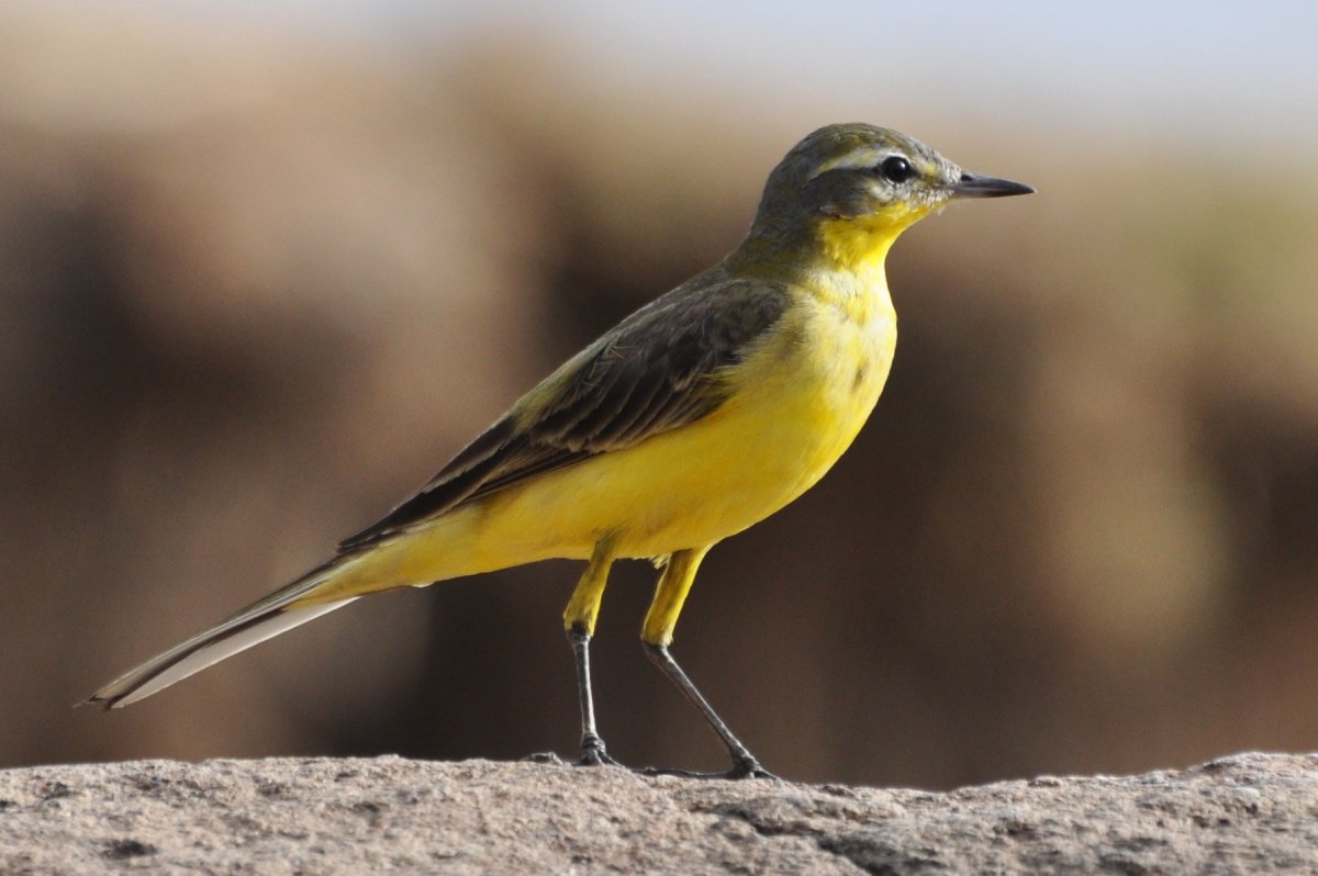 Отряд воробьиных желтогрудка