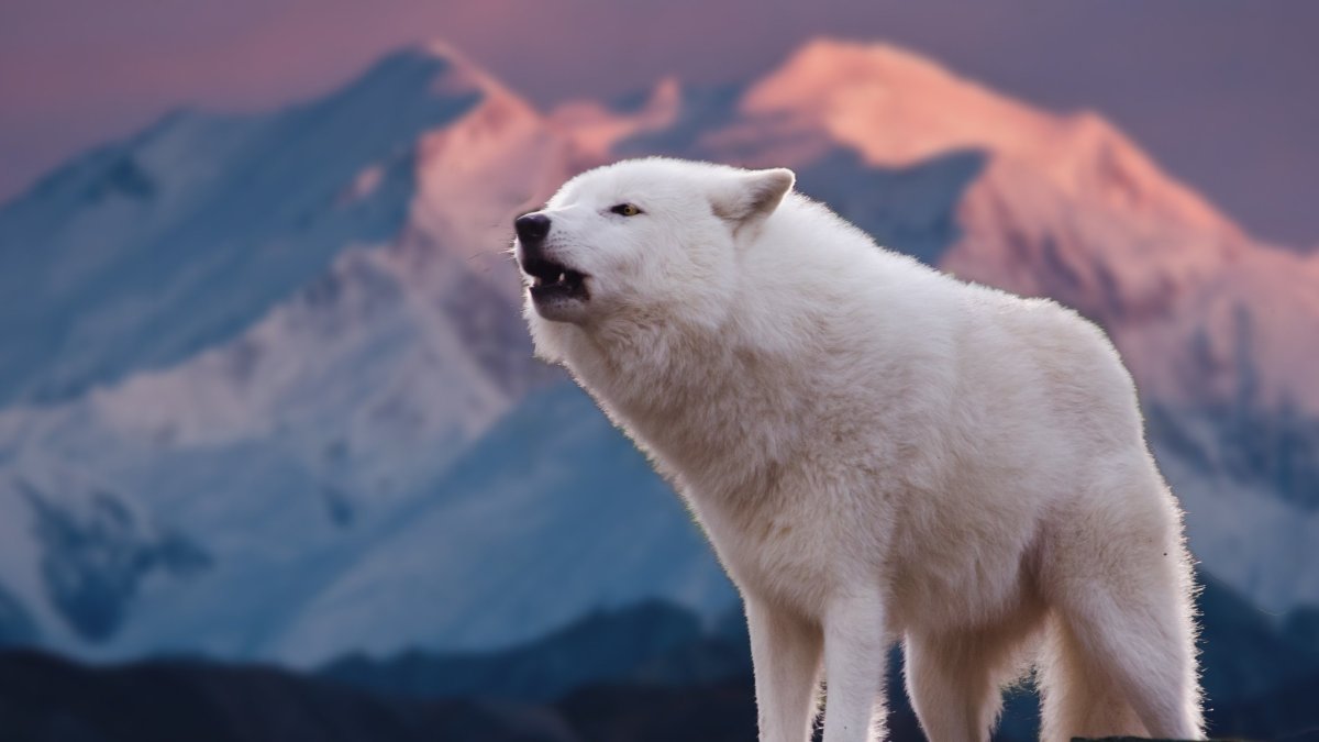 Арктический Полярный волк