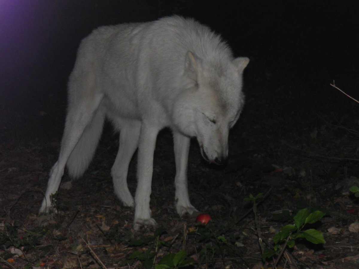 Призрачный Арктический волк
