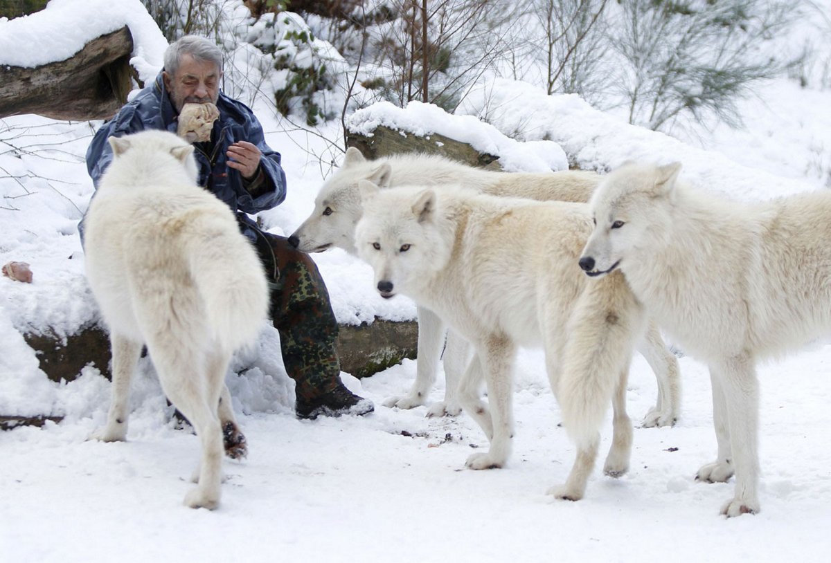 Вернер Фройнд жизнь с волками