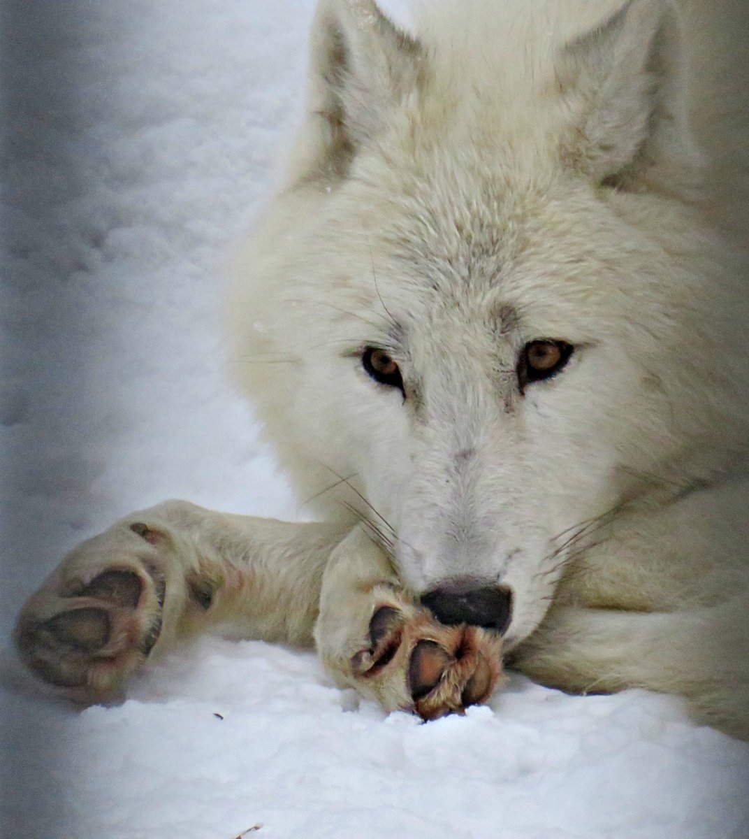 Якутский Полярный волк