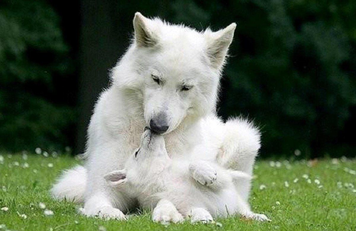 Полярный волк щенки