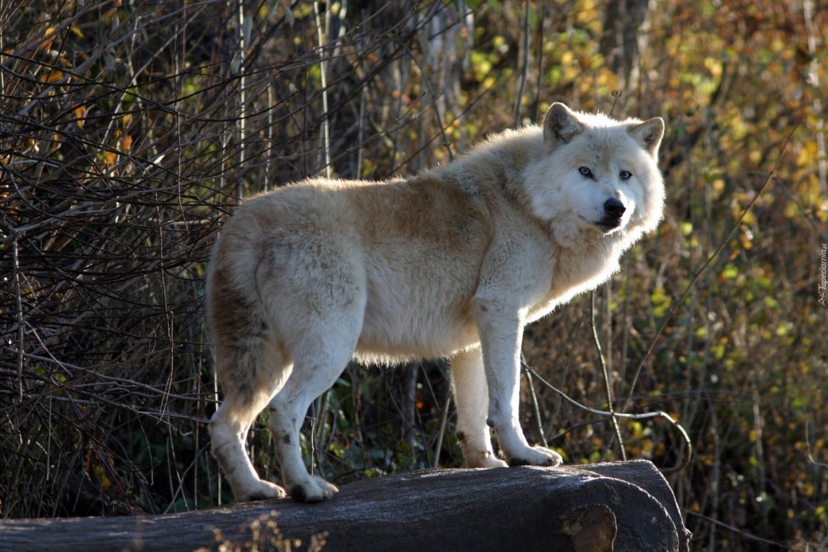 Серый и Полярный волки